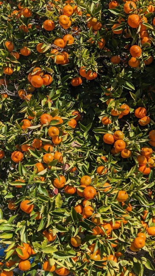 P.Gardens 103 Διαμέρισμα Πέγεια Εξωτερικό φωτογραφία
